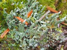 cladonia