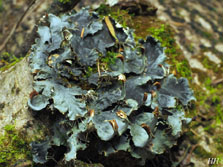 peltigera