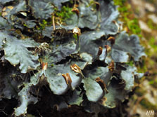 peltigera