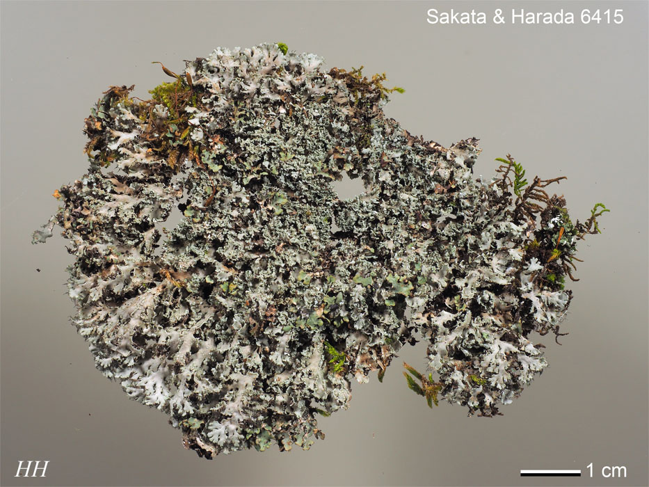 ゲロゲゲラ Kranzle K1622TS Pressure Washer | 1622 Total Stop 1.7 GPM 1600psi