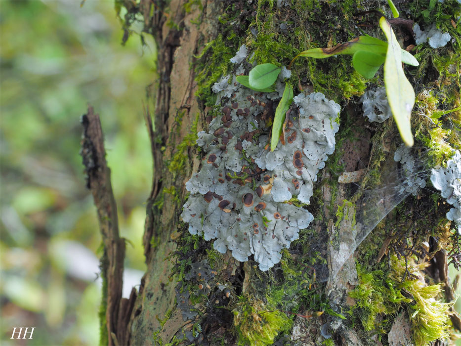 剣山の地衣類:Coccocarpia erythroxyli/カワラゴケ 剣山の地衣類:Coccocarpia erythroxyli/カワラゴケ