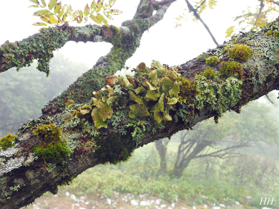 剣山の地衣類：Nephromopsis asahinae／アワビゴケ