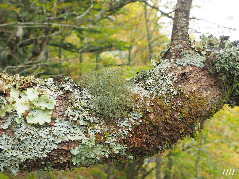 日本の地衣類Sulcaria sulcata／バンダイキノリ
