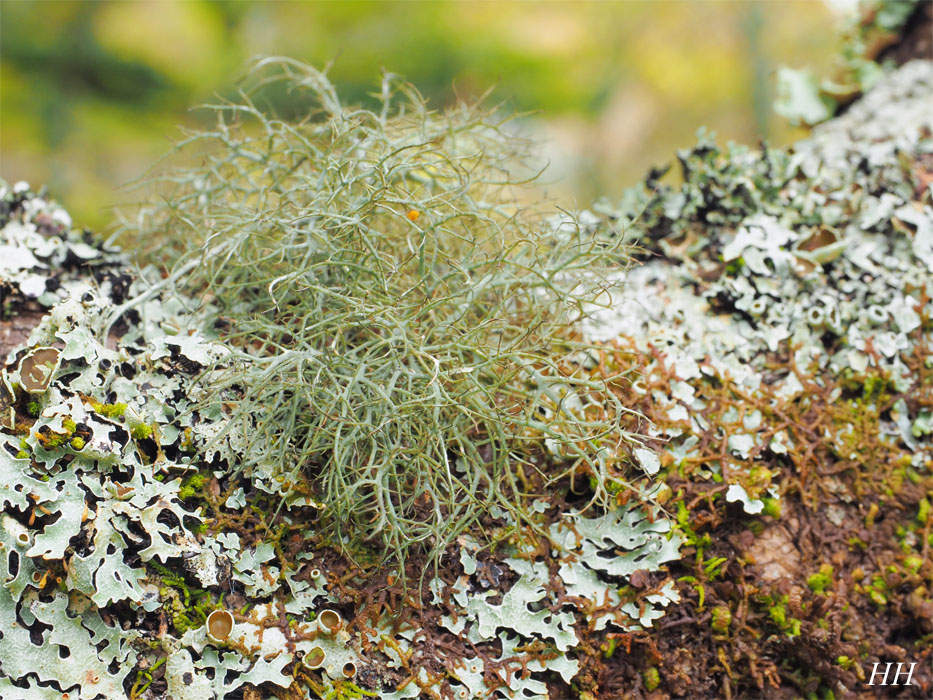 日本の地衣類Sulcaria sulcata／バンダイキノリ
