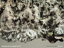 ph