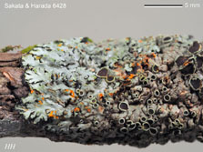 ph