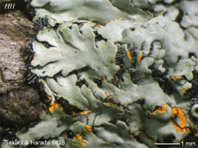 ph