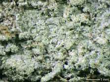 ph