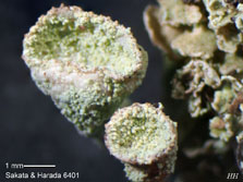 ph