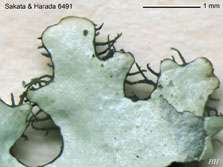 ph