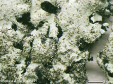 ph