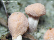ph