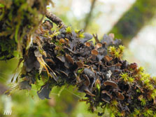 peltigera