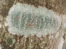 ph