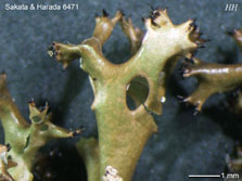 ph