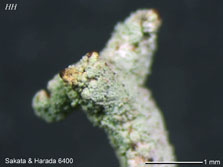 ph