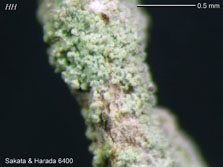 ph
