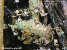 ph