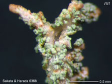 ph