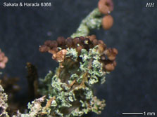 ph