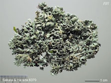 ph