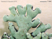 ph