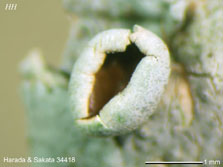ph