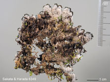 ph