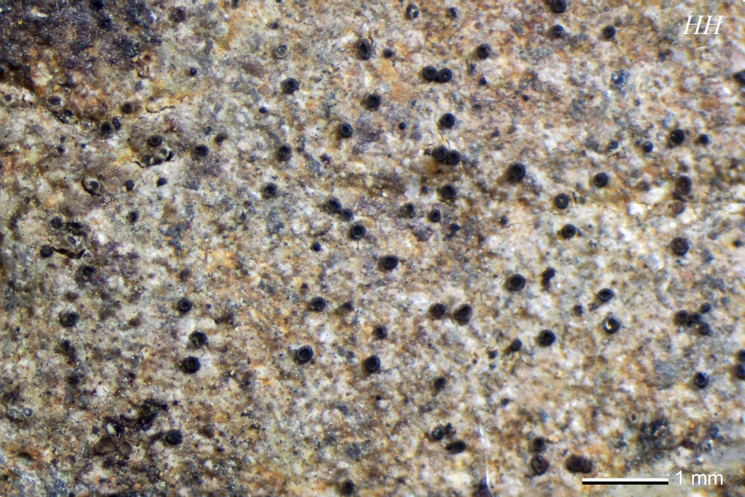 Gyalidea japonica/ holotype