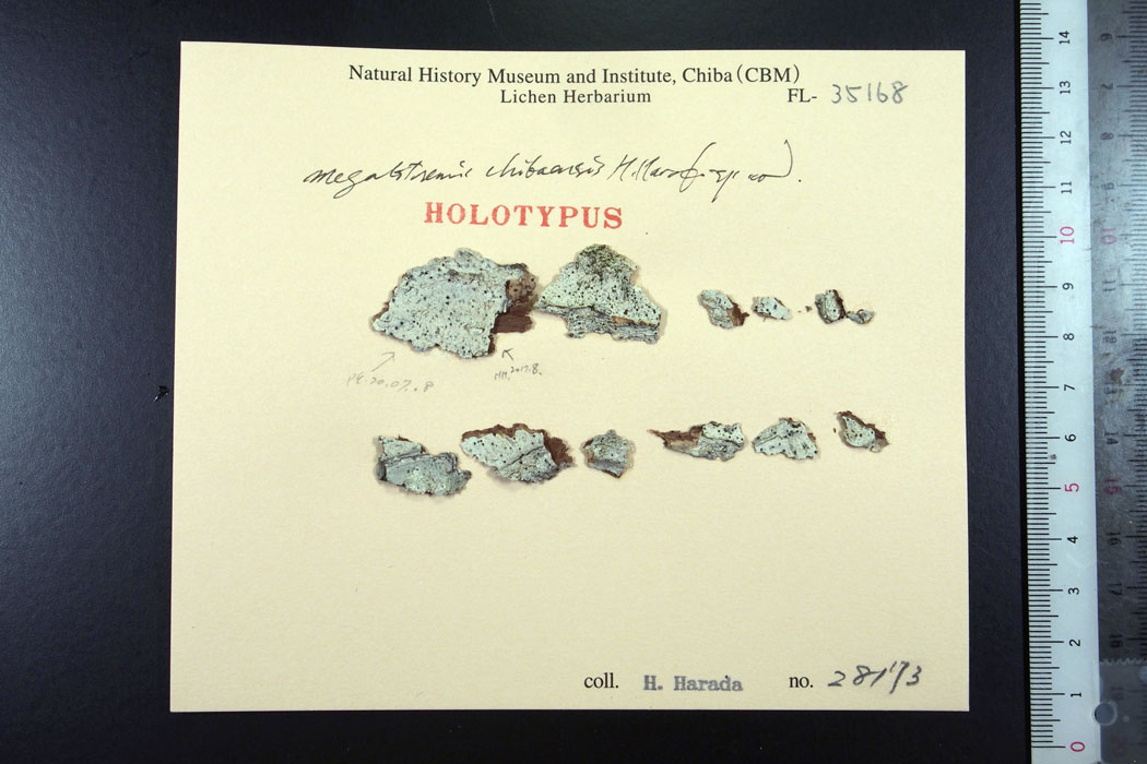 Megalotremis chibaensis/ holotype