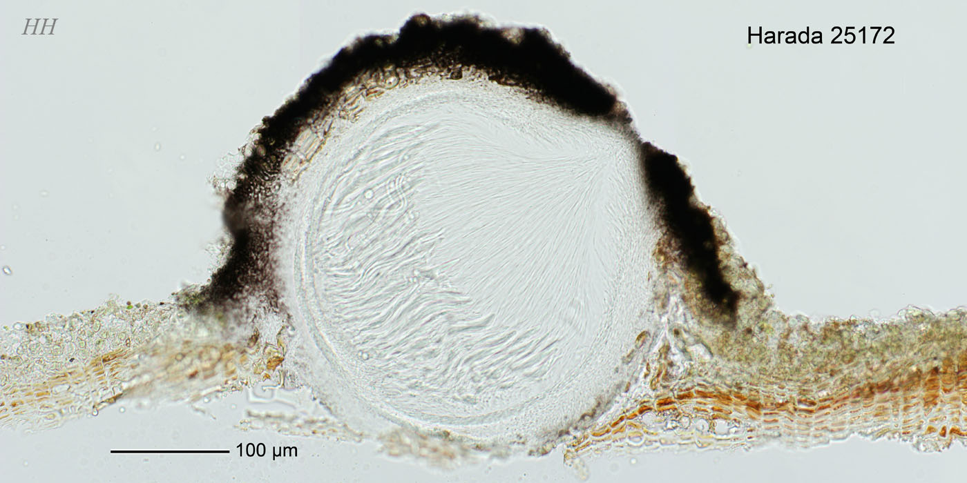 Cresporhaphis chibaensis/ holotype