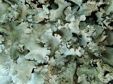 ph