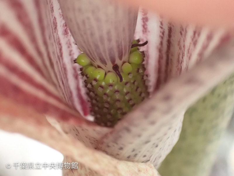 <<<画像なし>>>