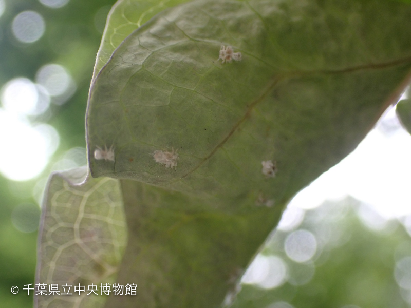 <<<画像なし>>>