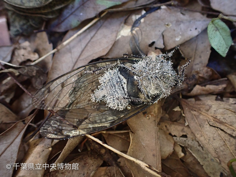 <<<画像なし>>>