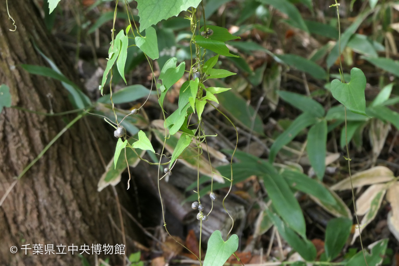 <<<画像なし>>>