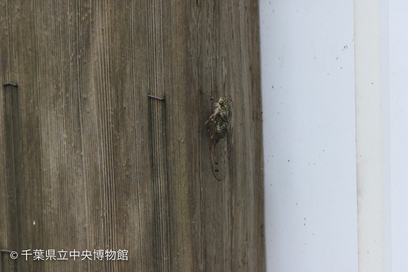 <<<画像なし>>>