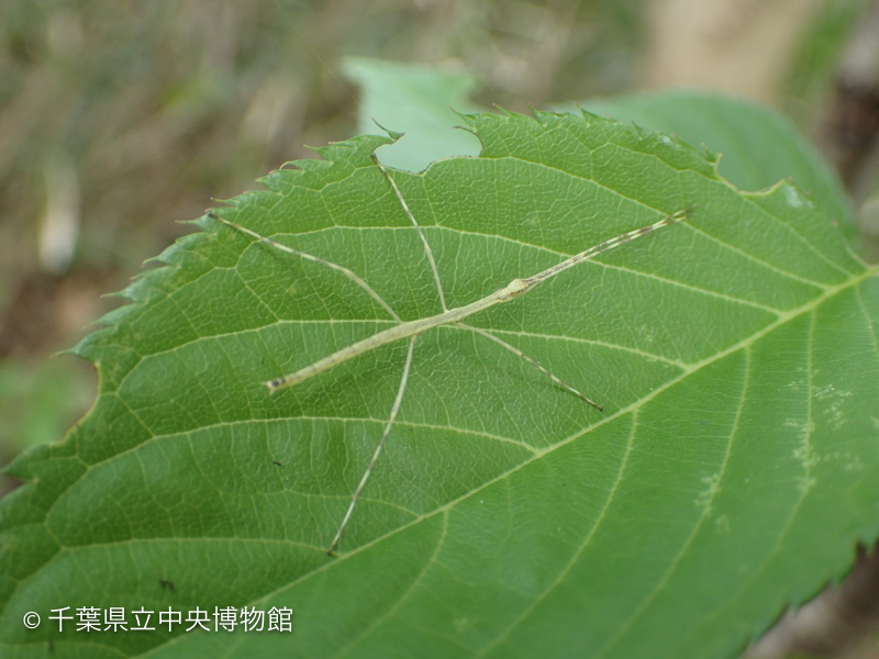 　　＜＜＜画像なし＞＞＞