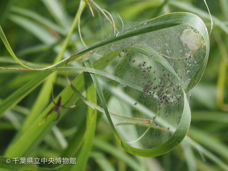 <<<画像なし>>>