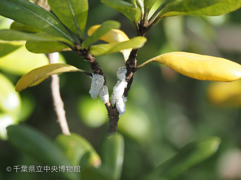 生態園の自然：イセリアカイガラムシ