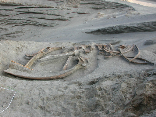 クジラ化石