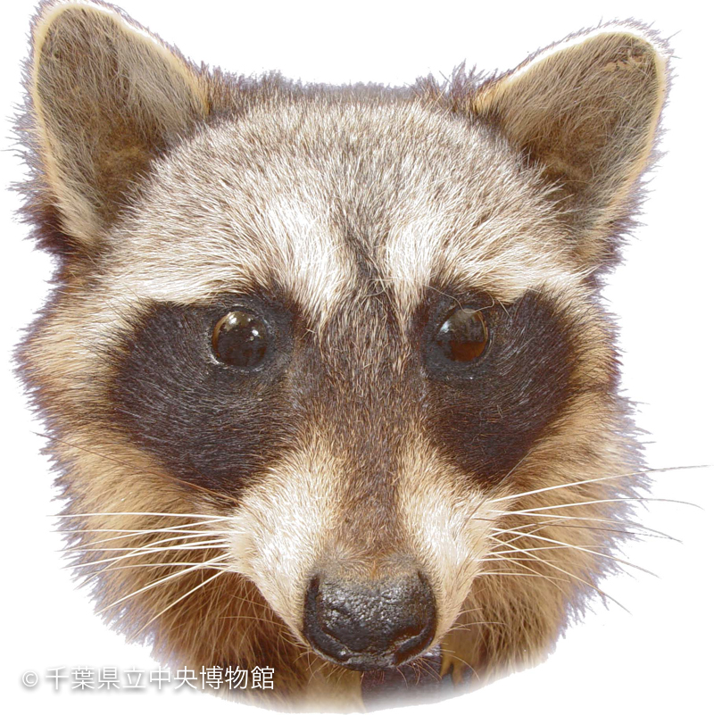 アライグマ正面顔