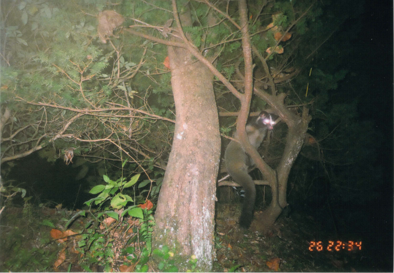 木に登るハクビシン