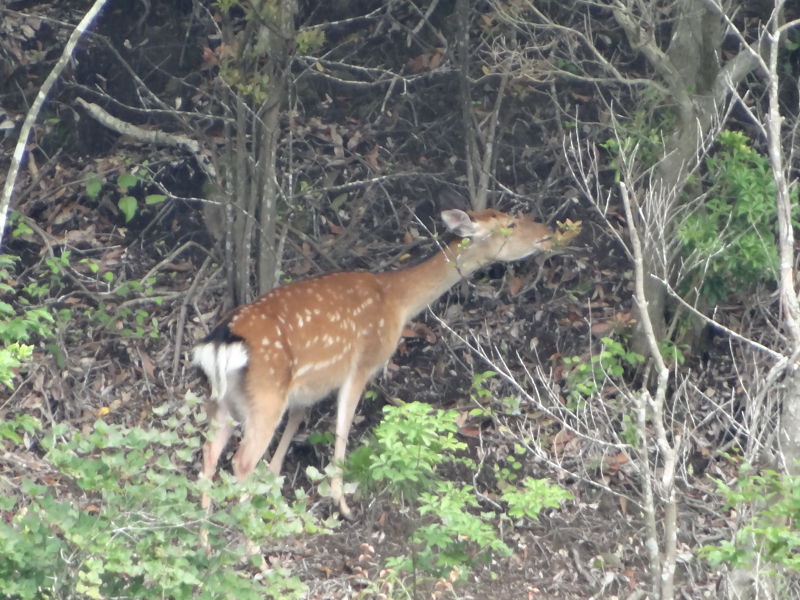 ニホンジカ