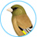 カワラヒワ