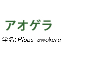 アオゲラ