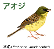 アオジ