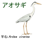 アオサギ