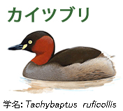 カイツブリ