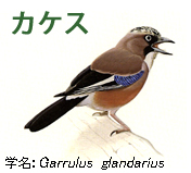 カケス